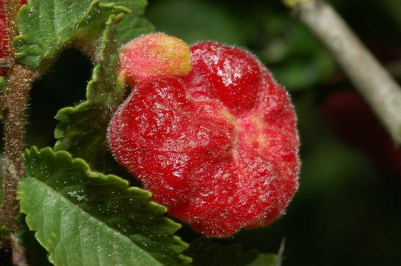 Galla: Tetraneura lanuginosum